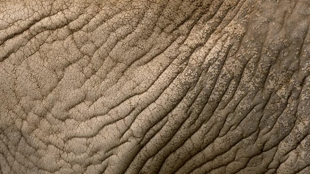 African elephant's skin