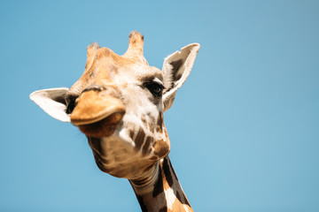 Close-up picture of girafee looking into camera