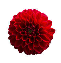 Red Dahlia flower. Beautiful Dahlia Flower