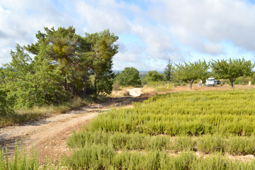 Fototapeta na wymiar grindpad aan een veld met rozemarijn bij een camping in het regionaal natuurpark van de Franse Verdon