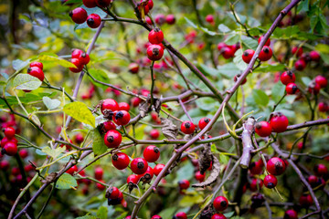 Hagebutten im Herbst