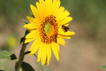 Sunflower and bee.