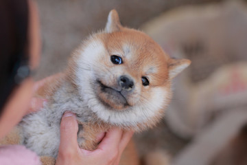 触られるのが苦手な柴犬の子犬 © rpm9900