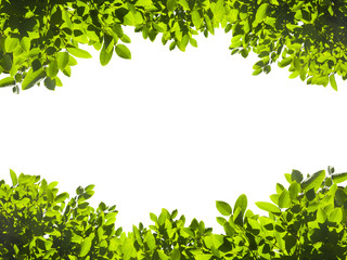 Fototapeta na wymiar Green leaves isolated on white background. This has clipping path.