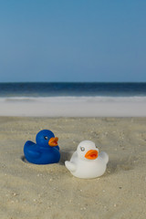 One white and one blue duck on the beach