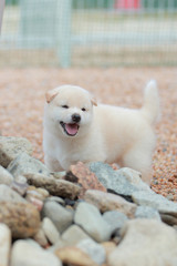 お外で楽しく遊ぶ白柴の子犬