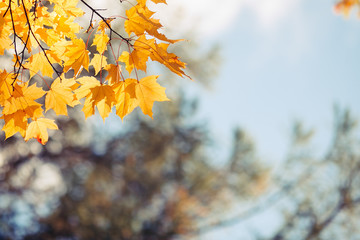 Fototapeta na wymiar Bright yellow maple leaves against the blue sky background