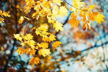 Naklejka na ściany i meble Bright yellow maple leaves against the blue sky background