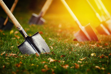 close-up shovel is stuck in a green lawn with yellow leaves. The concept of laying a lawn,...
