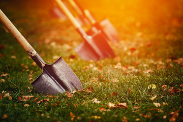 close-up shovel is stuck in a green lawn with yellow leaves. The concept of laying a lawn,...