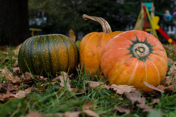 autumn vegetables 