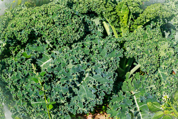 Grünkohl-Pflanzen im Acker