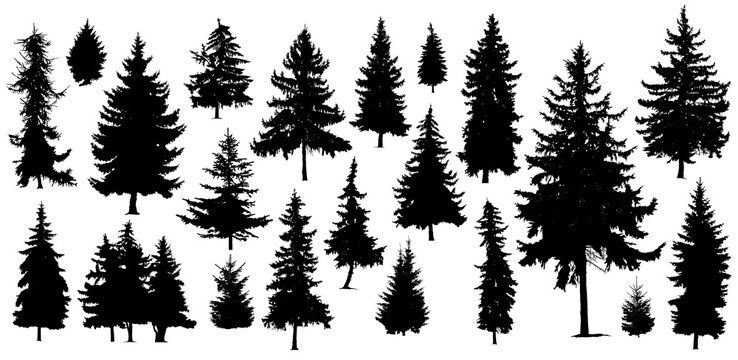 Set of Twenty One different silhouettes of pine trees. Handmade.