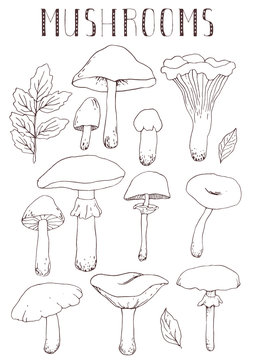 Hand drawn vector mushrooms