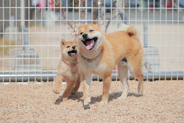 子犬と遊ぶ成犬の柴犬 © rpm9900