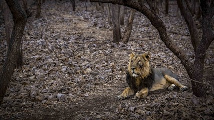 Lion in the Indian forest