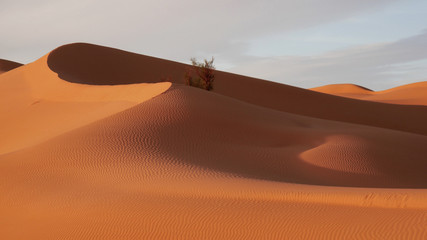 Dune di sabbia nel deserto Sahara tunisino