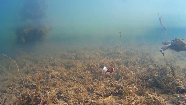 Frog attacks under water. closeup