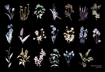 Collection of beautiful wild herbs, herbaceous flowering plants, blooming flowers, shrubs and subshrubs isolated on black background. Hand drawn detailed botanical vector illustration. - obrazy, fototapety, plakaty