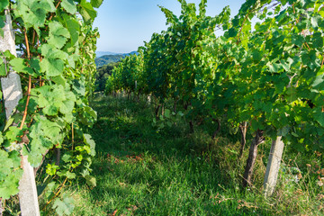 View through a green hilly vineyard row on mountains in the background on a sunny day