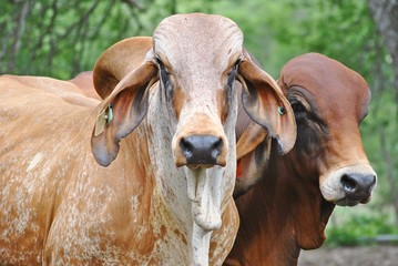 a portrait of 2 bulls