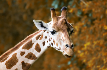 Giraffe Portrait im Herbsz 