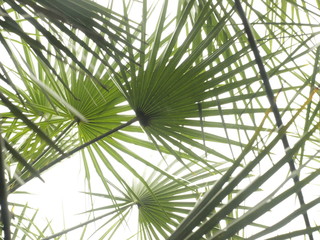 Fototapeta na wymiar Cloudy sky behind Green fresh palms caribbean sea