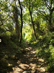 Green forest gate in summer hiking weekend experience