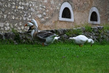 Ländliche Indylle mit Hausgänsen und Wildgans am Gardasee auf grüner Wiese, Anserinae in Italien