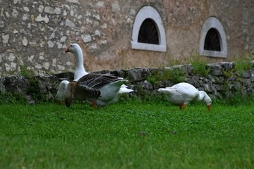Ländliche Indylle mit Hausgänsen und Wildgans am Gardasee auf grüner Wiese, Anserinae in Italien