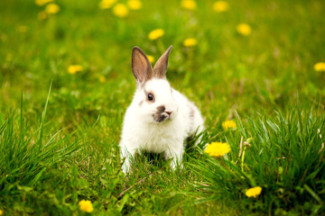 Rabbit jumping on the green grass  Easter bunny