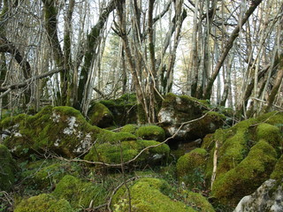 Dried forest and stones with moos