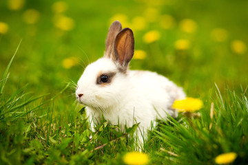 Rabbit jumping on the green grass  Easter bunny