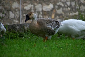 Ländliche Indylle mit Hausgänsen und Wildgans am Gardasee auf grüner Wiese, Anserinae in Italien