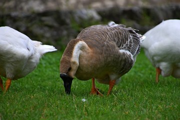 Ländliche Indylle mit Hausgänsen und Wildgans am Gardasee auf grüner Wiese, Anserinae in Italien