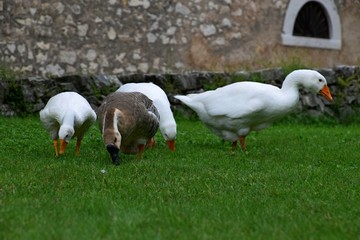 Ländliche Indylle mit Hausgänsen und Wildgans am Gardasee auf grüner Wiese, Anserinae in Italien