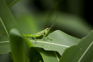Grasshopper