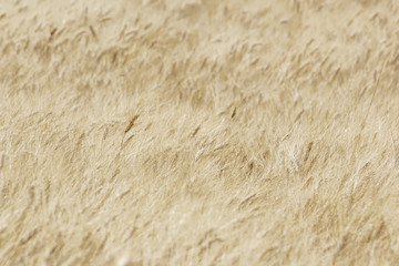 Blurry wheat field, abstract background