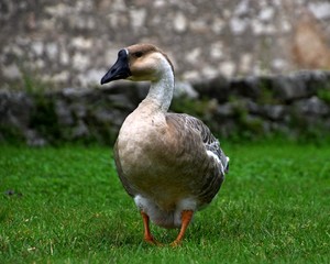 Ländliche Indylle mit Hausgänsen und Wildgans am Gardasee auf grüner Wiese, Anserinae in Italien