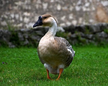 L&auml;ndliche Indylle mit Hausg&auml;nsen und Wildgans am Gardasee auf gr&uuml;ner Wiese, Anserinae in Italien
