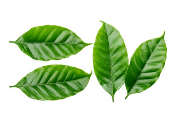 Arabica coffee leaf on a white background. - 172656922