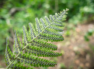 Fern plant in sporophyte phase.