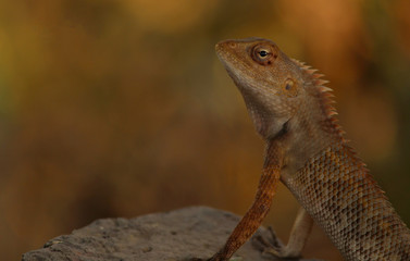 Chameleon