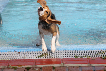 Schleudergang