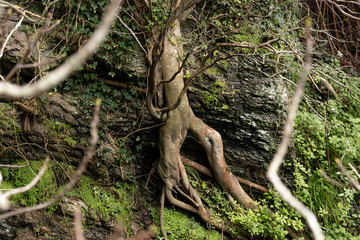Albero