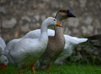 Ländliche Indylle mit Hausgänsen und Wildgans am Gardasee auf grüner Wiese, Anserinae in Italien