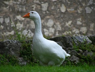 Ländliche Indylle mit Hausgänsen und Wildgans am Gardasee auf grüner Wiese, Anserinae in Italien