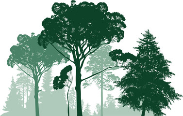 Obraz premium pine green forest silhouettes isolated on white