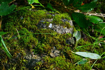 Moss on Rock Amager Fælled 