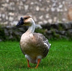 Ländliche Indylle mit Hausgänsen und Wildgans am Gardasee auf grüner Wiese, Anserinae in Italien